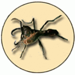 Ant_guest_logo
