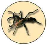 Ant_guest_logo