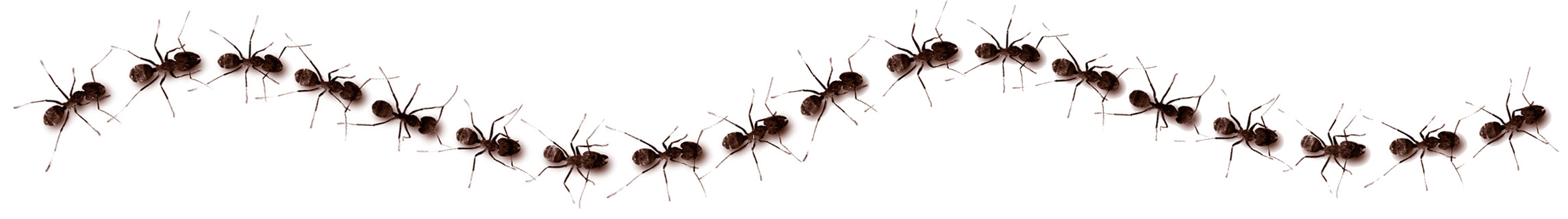 Marching ants