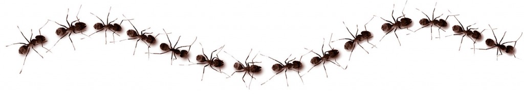 line of marching ants