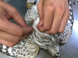 vertebrate_sharp_shinned_hawk