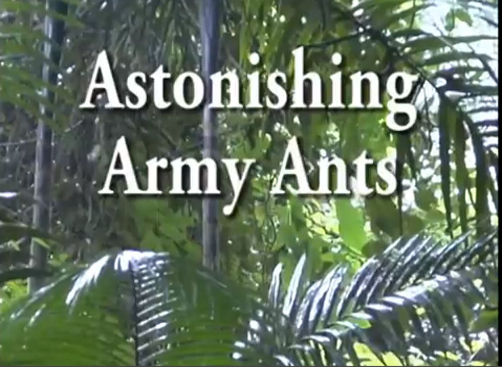 astonishing_ants_frame
