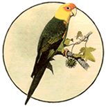 bird_icon