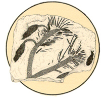 fossil_plants_circle