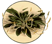 herbarium_icon