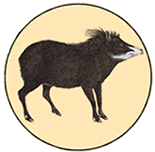 mammal_icon