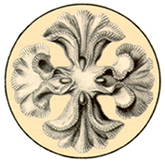 parasite_icon