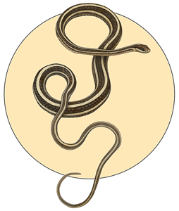 Eastern_ribbon_snake_BGSM