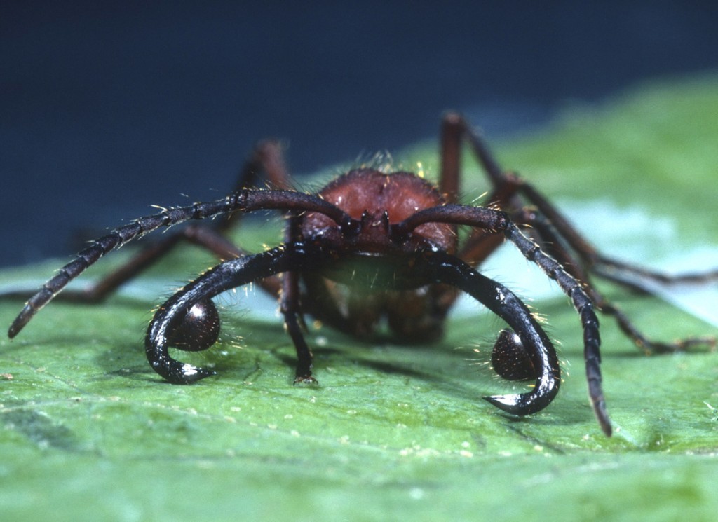 Ant