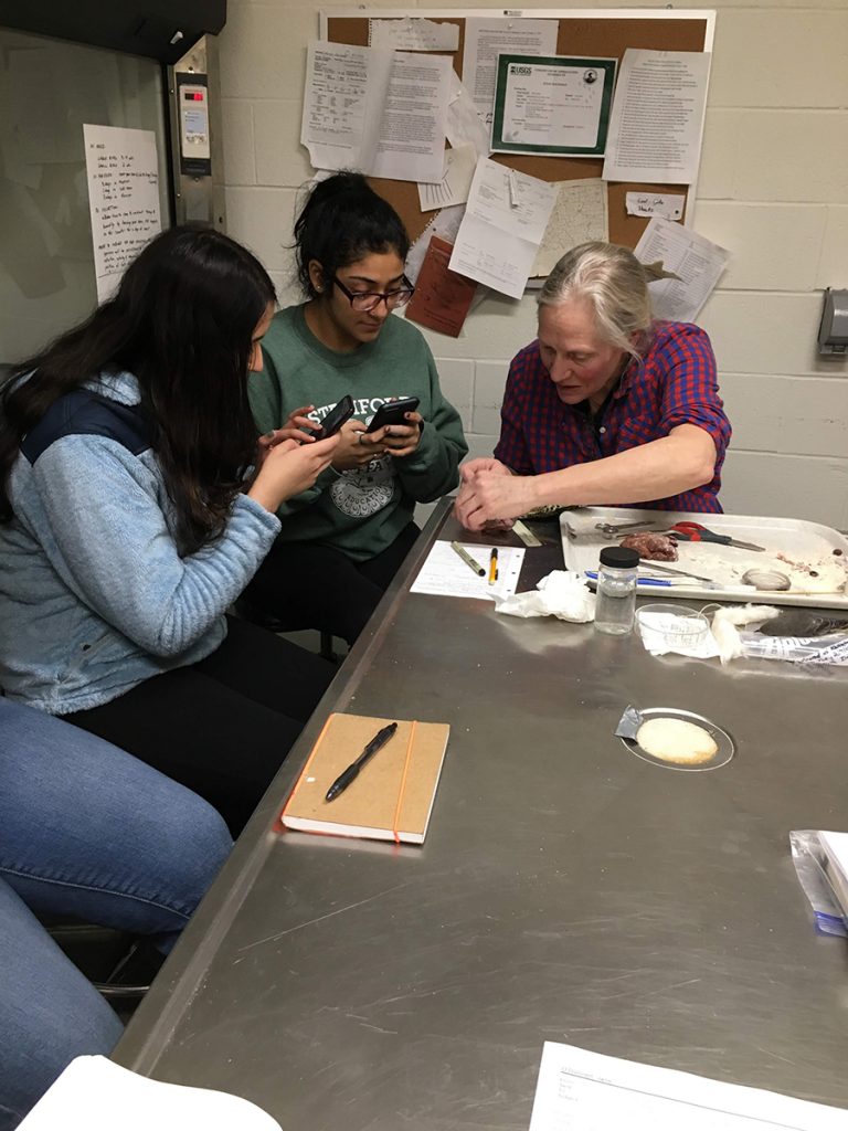 Looking at specimens