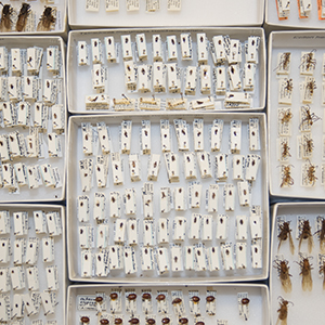 Linked to the Google folder with images of the facility and different kinds of specimens