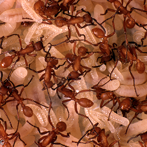 Linked to Army Ant Colony Google folder