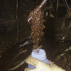 Linked to Army Ant Field Work Google Folder