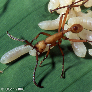 Linked to Army Ant Guest Google folder