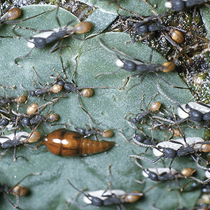 Linked to Army Ant Raids Google Folder