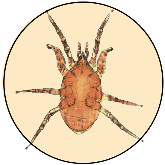 Mite_logo