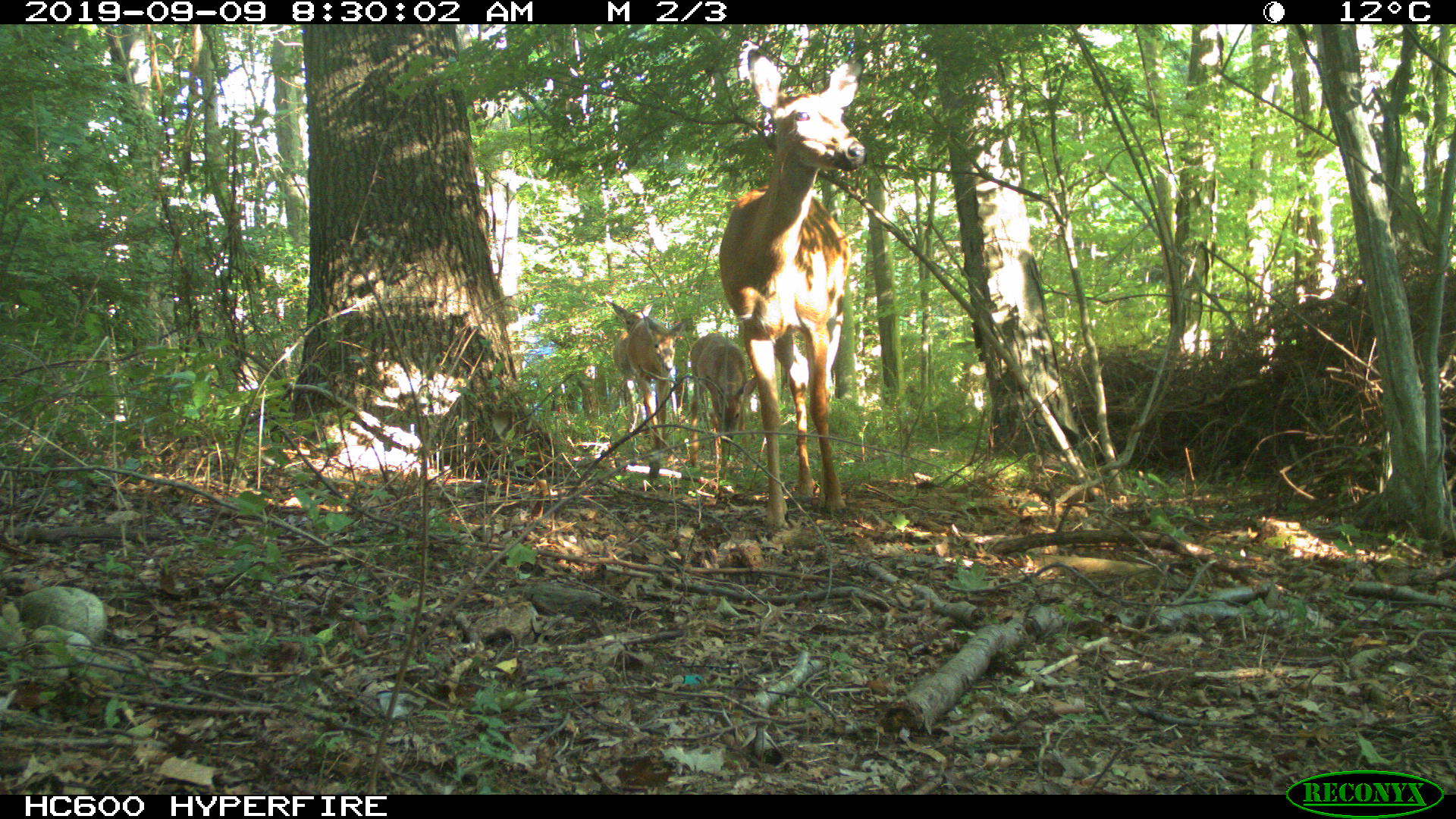 White-tailed deer