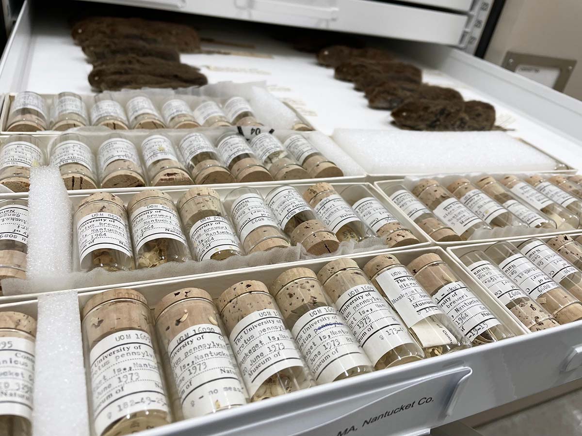 Vole skins & skulls in vials