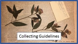 Yellowed newspaper sheet with a handwritten index card label and pressed plants. Text reads Collecting Guidelines.