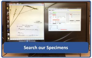 Photograph of a computer screen with two windows open against a black screen. The window on the left contains an image of a herbarium specimen zoomed into a handwritten label. The window on the right is a database form with fields to enter data into. In front of the screen is a dark blue rectangle with the words Search our Specimens in white text.