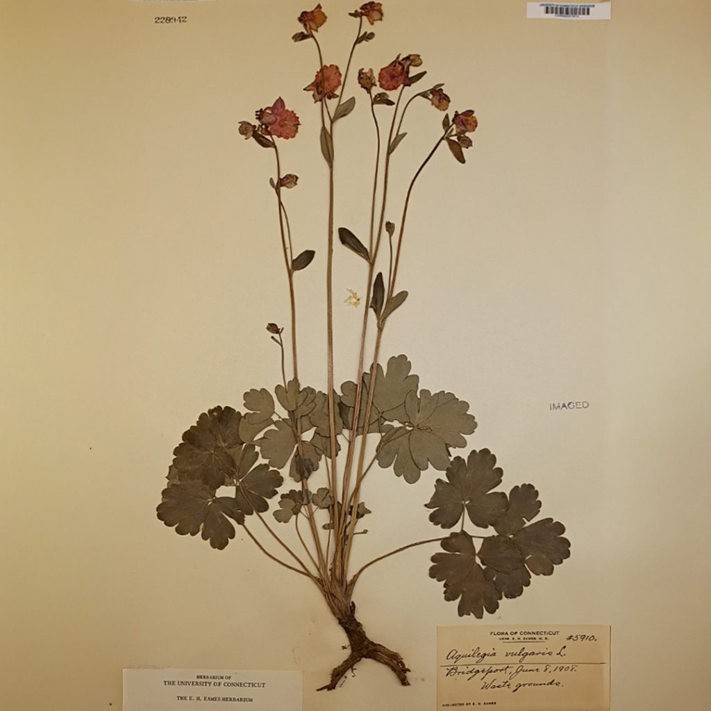 Herbarium specimen