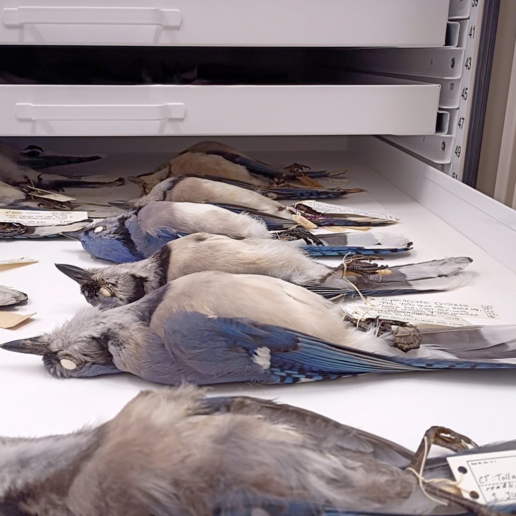 Blue Jays