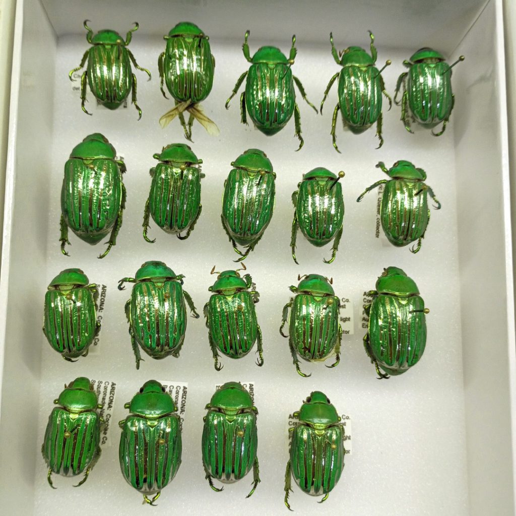 Green and Gold Beetles
