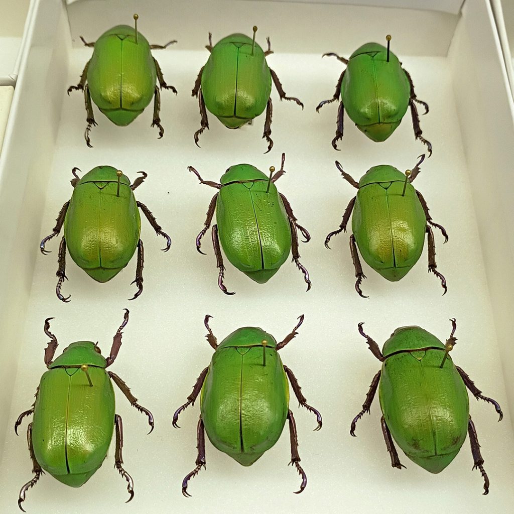 green beetles